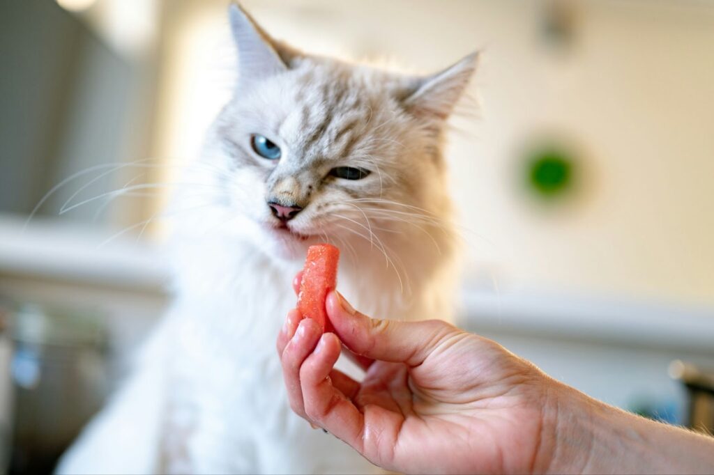 best natural treats for cats
