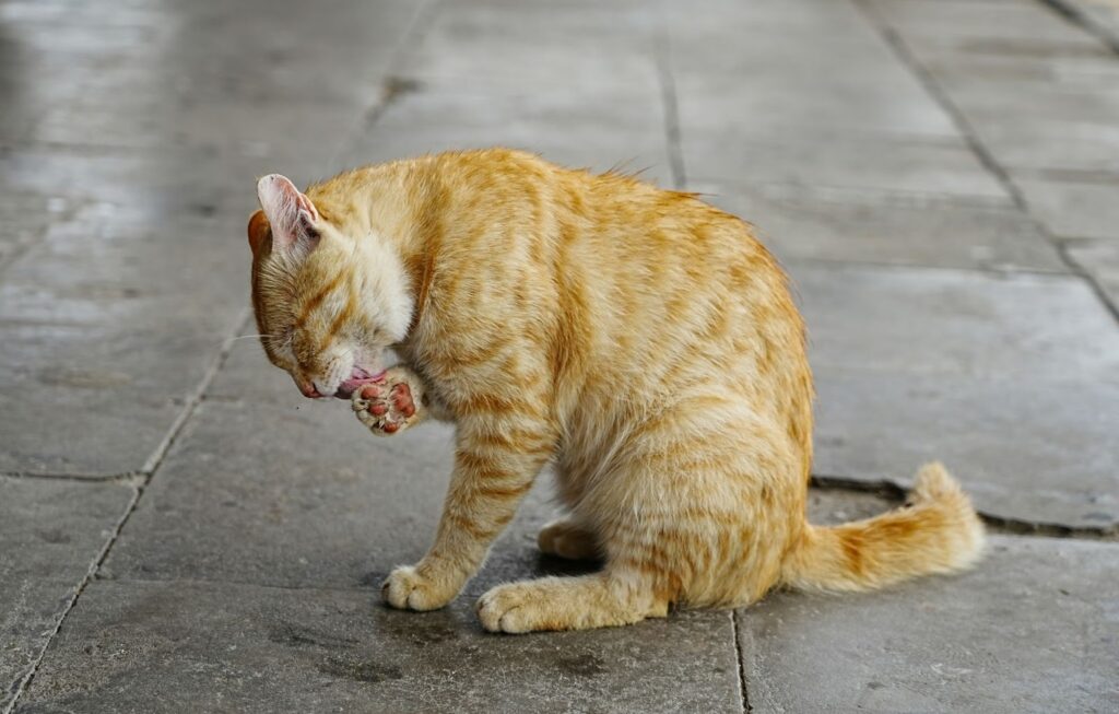 natural cat treats