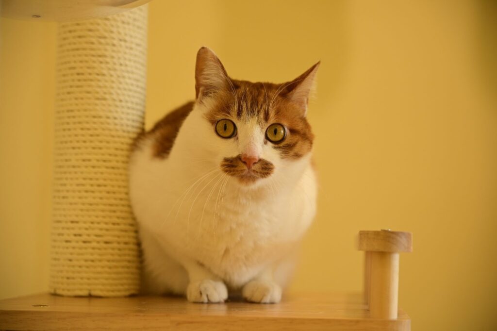 weight reduction wet cat food fiber