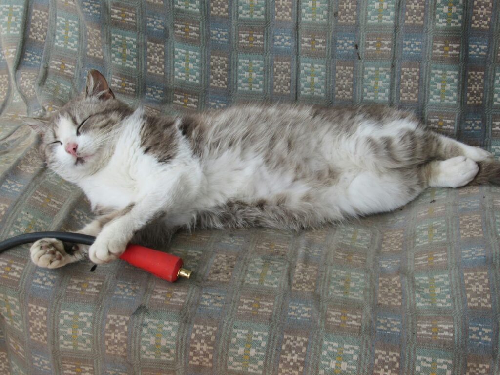 best grooming glove for cats