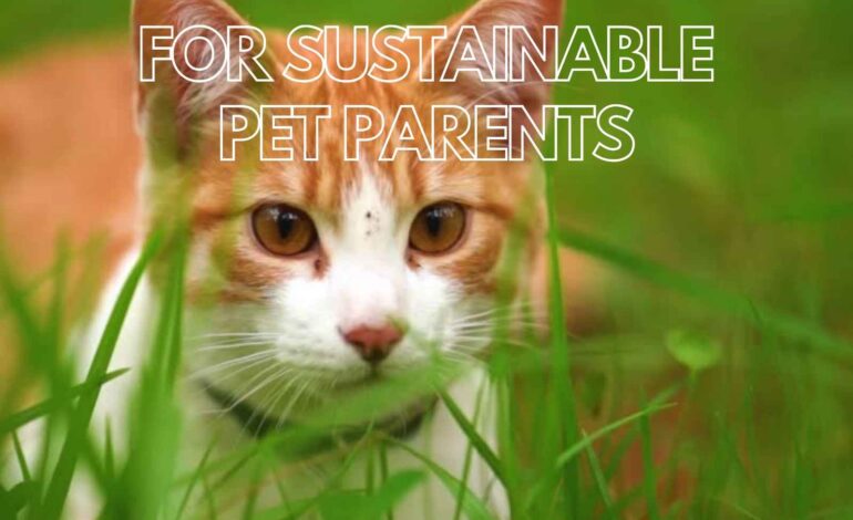 Eco-Friendly Cat Litter Options for Sustainable Pet Parents