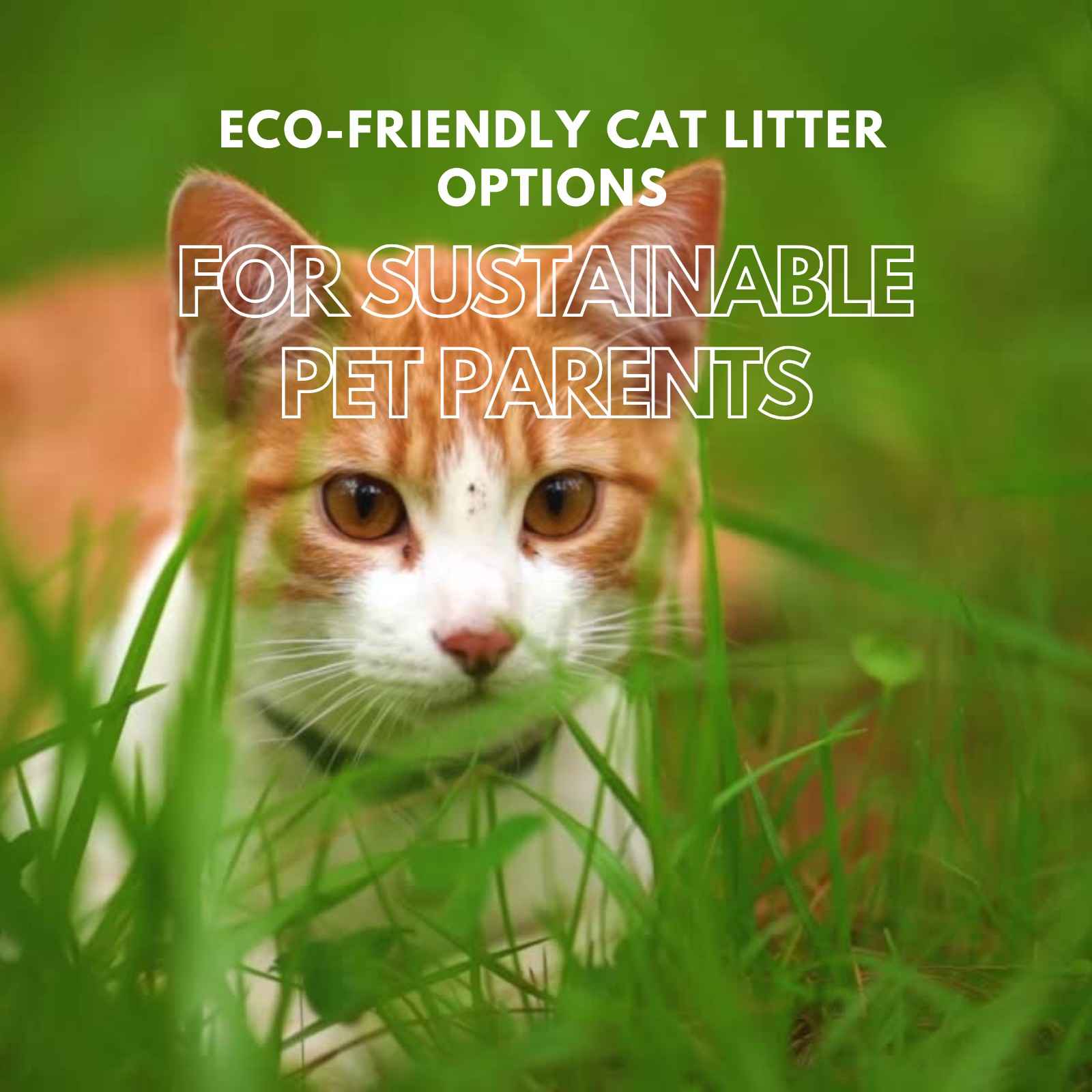 Eco-Friendly Cat Litter Options for Sustainable Pet Parents
