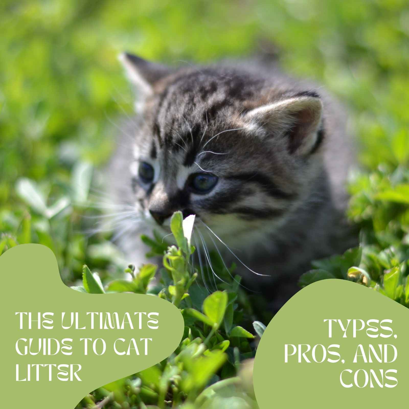 The Ultimate Guide to Cat Litter: Types, Pros, and Cons