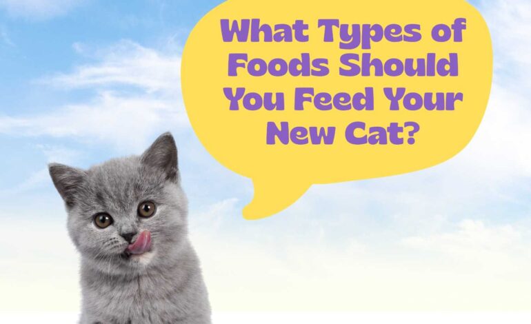 What Types of Foods Should You Feed Your New Cat?