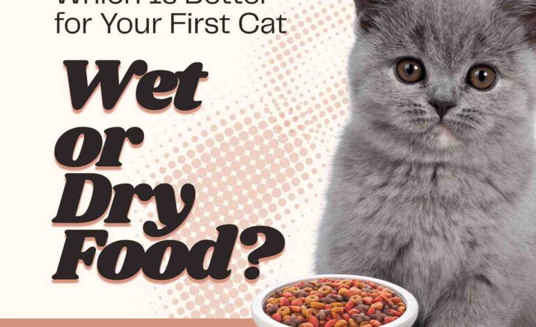 Which Is Better for Your First Cat Wet or Dry Food