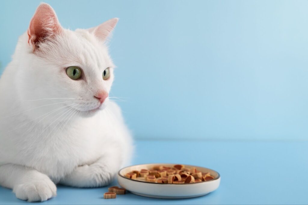 healthy cat treats for older cats
