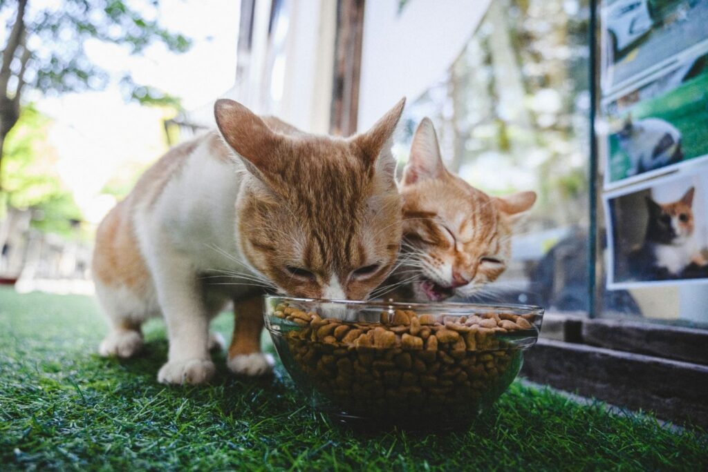crunchy cat treats
