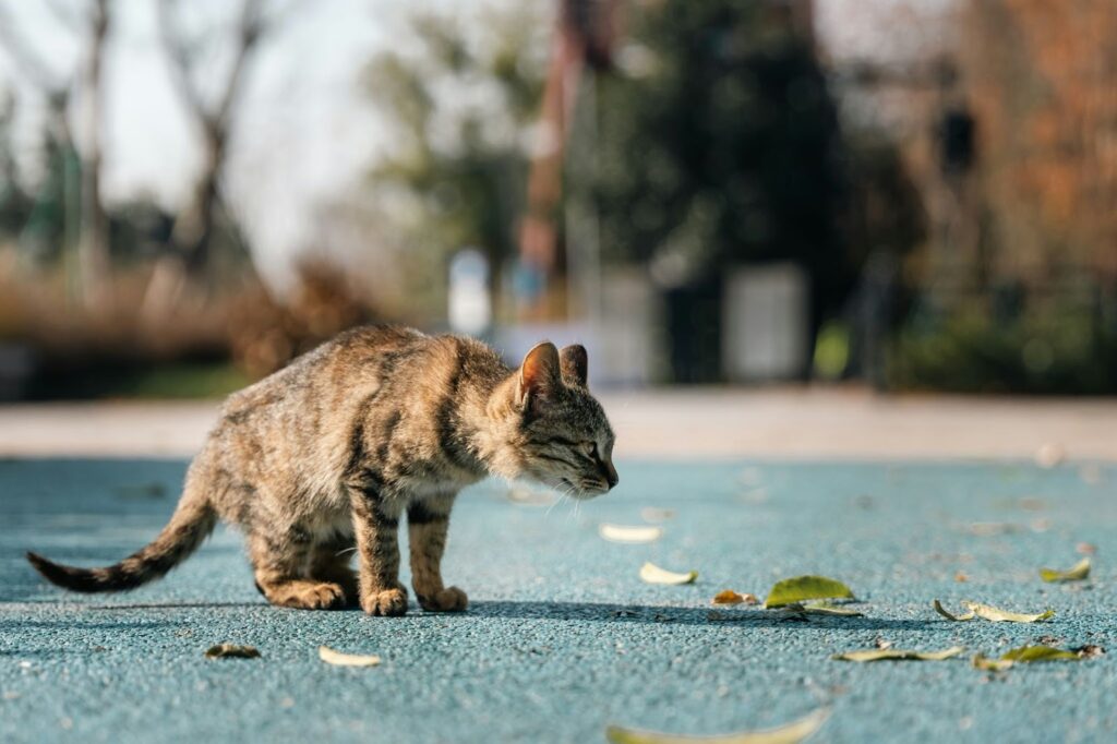 different types of kitty litter