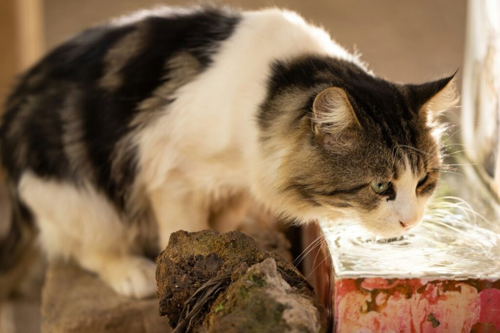 cat litter types pros and cons