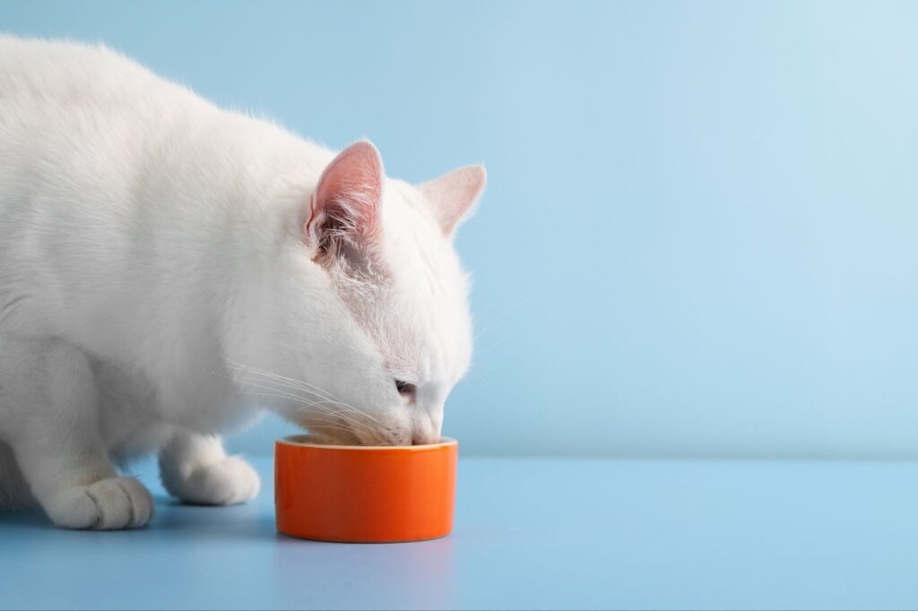 mixed wet and dry cat food diet