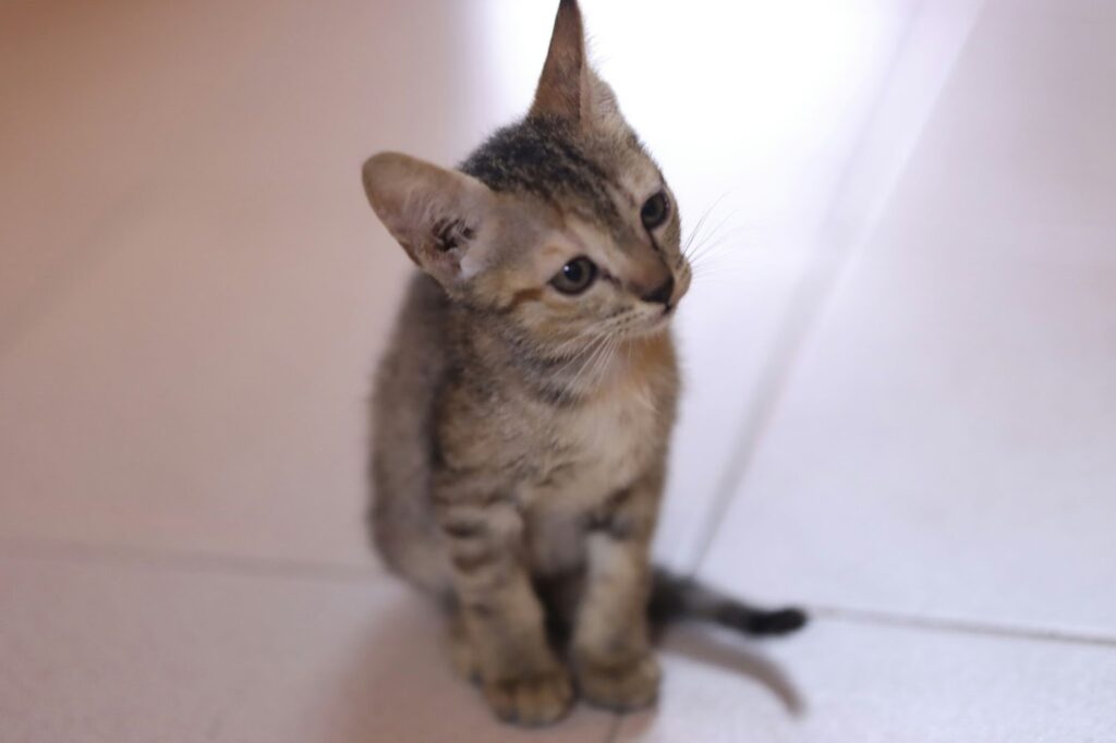 what to feed a new cat