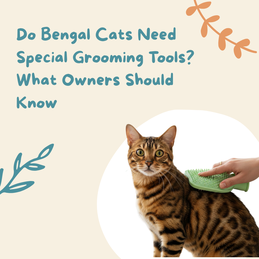 Do Bengal Cats Need Special Grooming Tools? What Owners Should Know