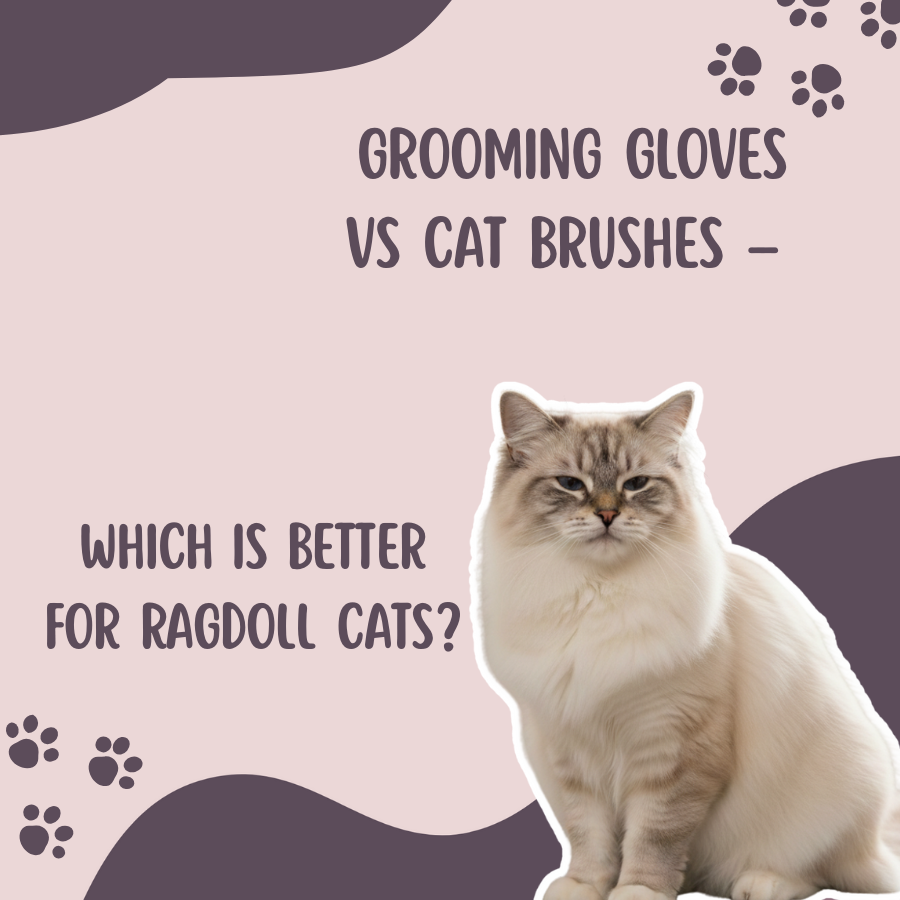 Grooming Gloves vs Cat Brushes – Which Is Better for Ragdoll Cats?