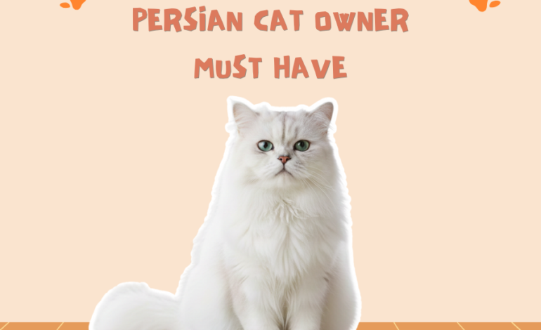 Grooming Tools Every Persian Cat Owner Must Have