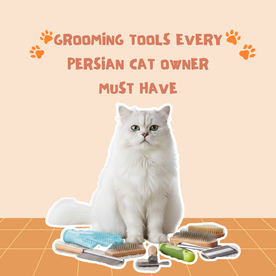 Grooming Tools Every Persian Cat Owner Must Have