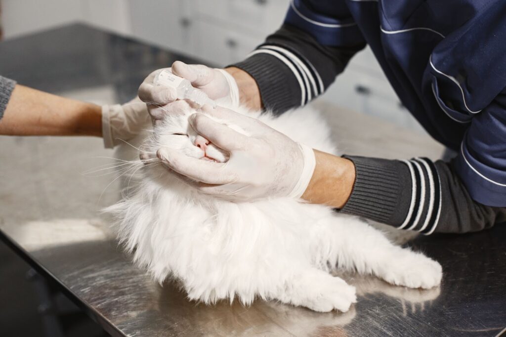 grooming gloves for Persian cats