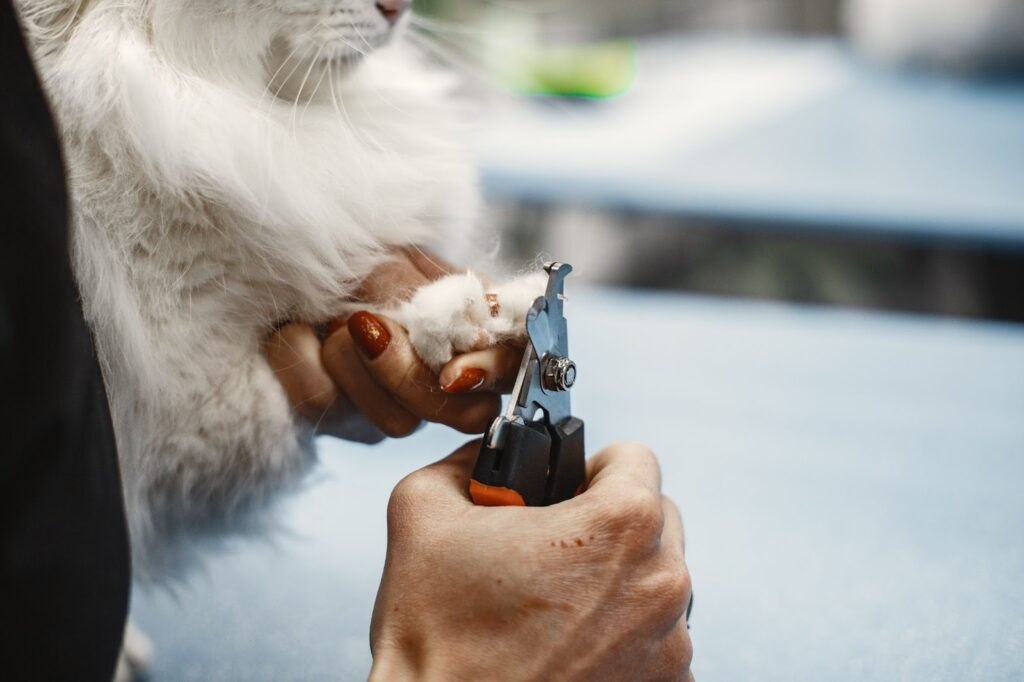 grooming tools recommended by cat owners