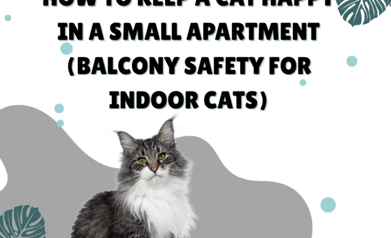 How to Keep a Cat Happy in a Small Apartment (Balcony Safety for Indoor Cats)
