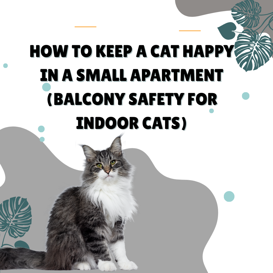 How to Keep a Cat Happy in a Small Apartment (Balcony Safety for Indoor Cats)