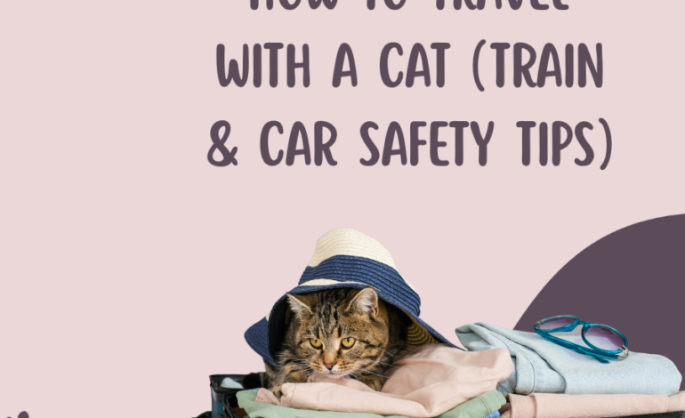 How to Travel With a Cat (Train & Car Safety Tips)