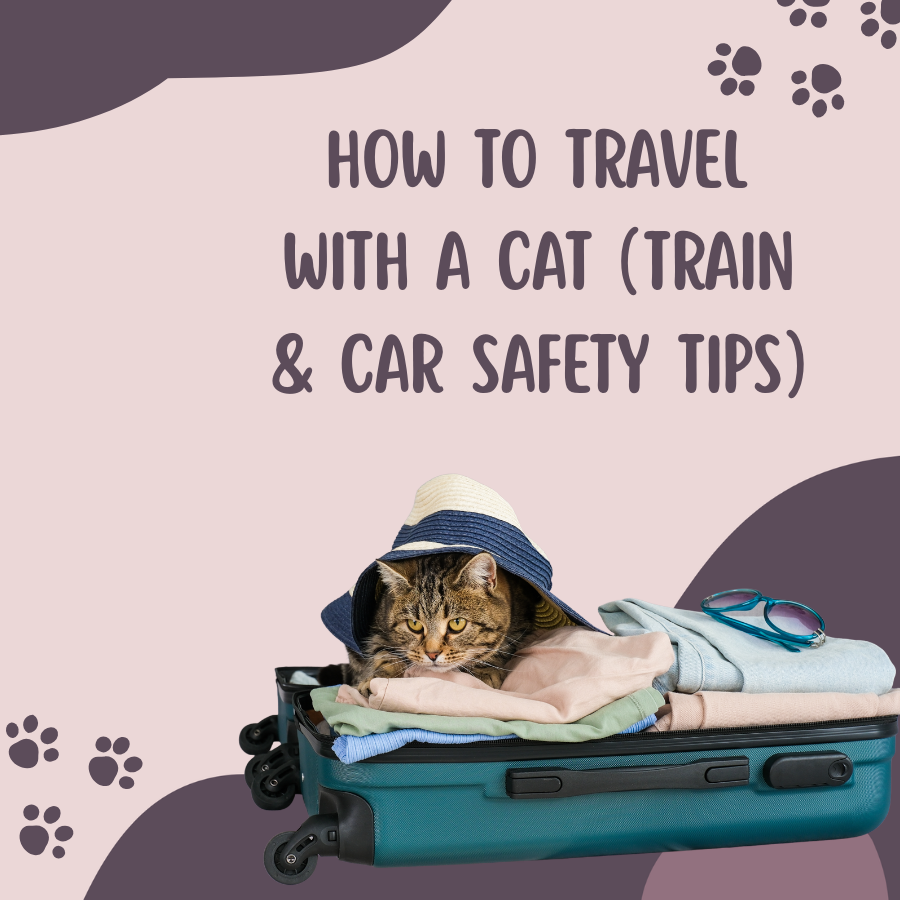 How to Travel With a Cat (Train & Car Safety Tips)