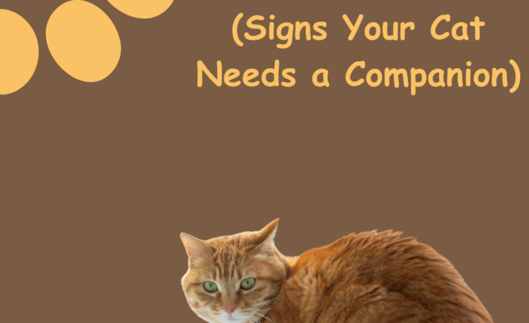 Is My Cat Lonely If I Work 9–5? (Signs Your Cat Needs a Companion)