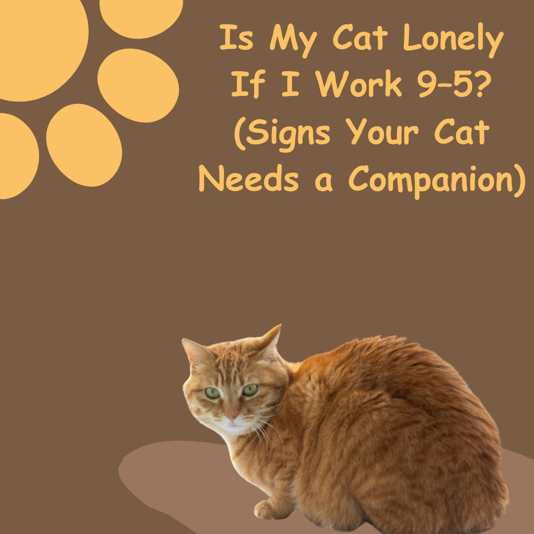 Is My Cat Lonely If I Work 9–5? (Signs Your Cat Needs a Companion)
