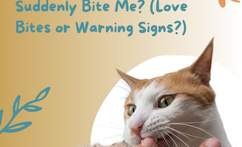 Why Does My Cat Suddenly Bite Me? (Love Bites or Warning Signs?)