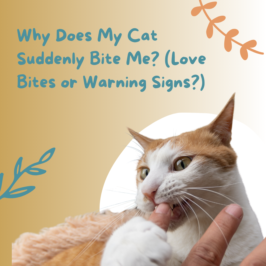 Why Does My Cat Suddenly Bite Me? (Love Bites or Warning Signs?)