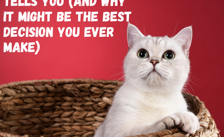 Adopting a Senior Cat: What Nobody Tells You (And Why It Might Be the Best Decision You Ever Make)