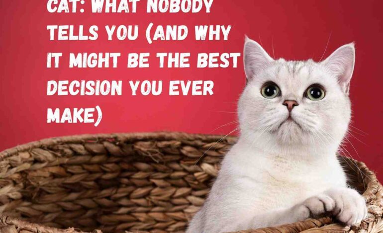 Adopting a Senior Cat What Nobody Tells You