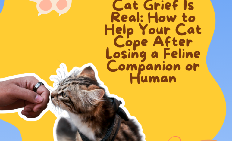 Cat Grief Is Real: How to Help Your Cat Cope After Losing a Feline Companion or Human