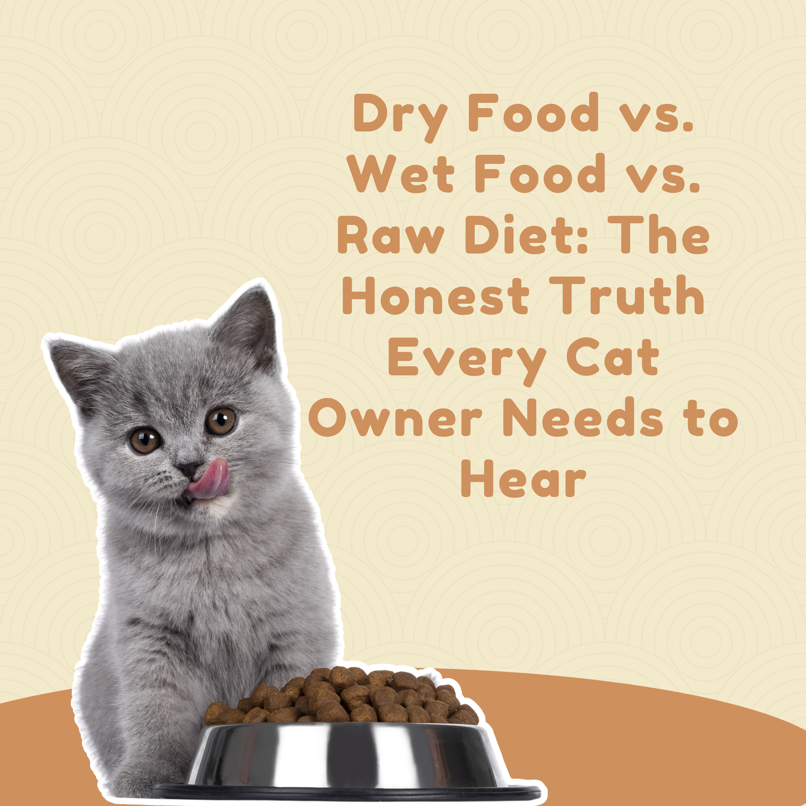 Dry Food vs. Wet Food vs. Raw Diet: The Honest Truth Every Cat Owner Needs to Hear