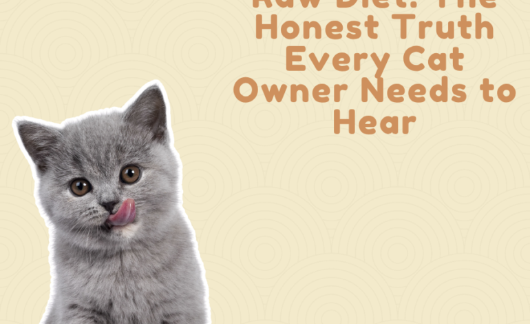 Dry Food vs. Wet Food vs. Raw Diet: The Honest Truth Every Cat Owner Needs to Hear