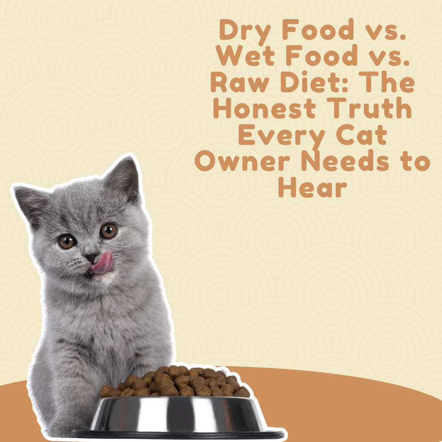 Dry Food vs. Wet Food vs. Raw Diet: The Honest Truth Every Cat Owner Needs to Hear