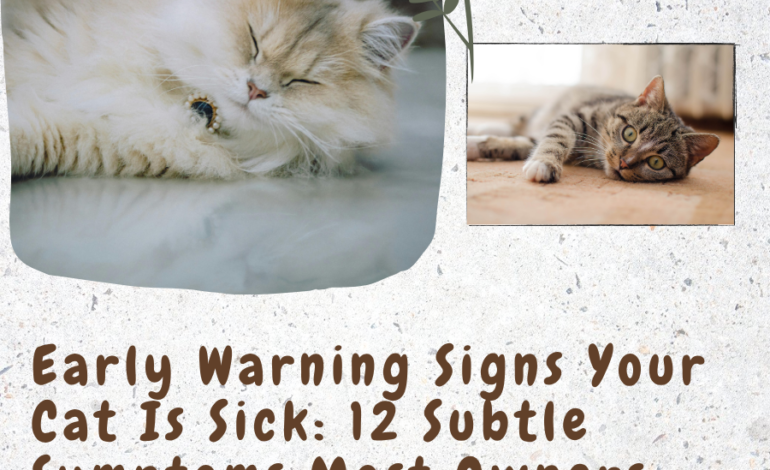 Early Warning Signs Your Cat Is Sick: 12 Subtle Symptoms Most Owners Miss Until It’s Too Late