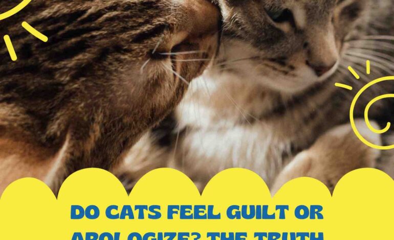 Do Cats Feel Guilt or Apologize? The Truth About Feline Emotions