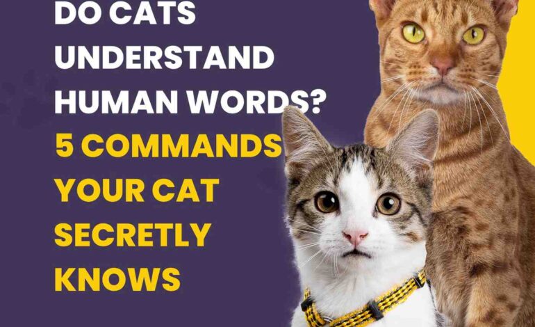 Do Cats Understand Human Words? 5 Commands Your Cat Secretly Knows