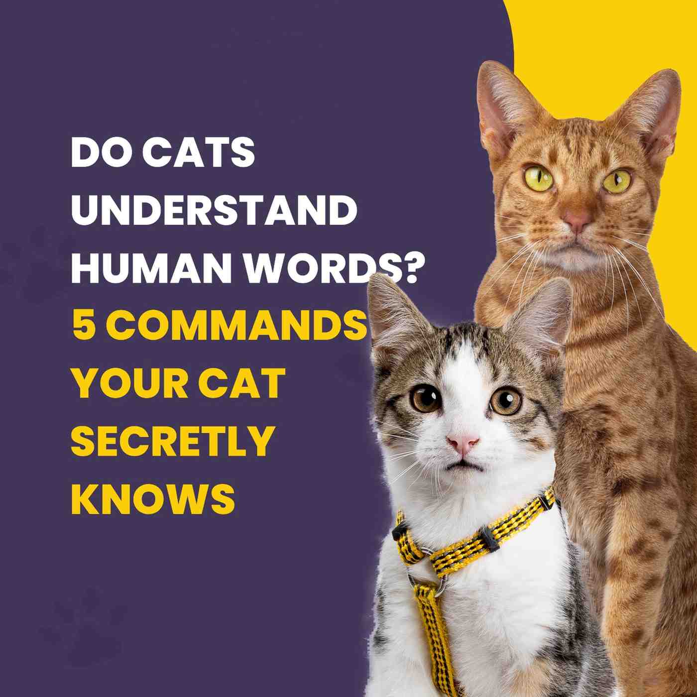 Do Cats Understand Human Words? 5 Commands Your Cat Secretly Knows