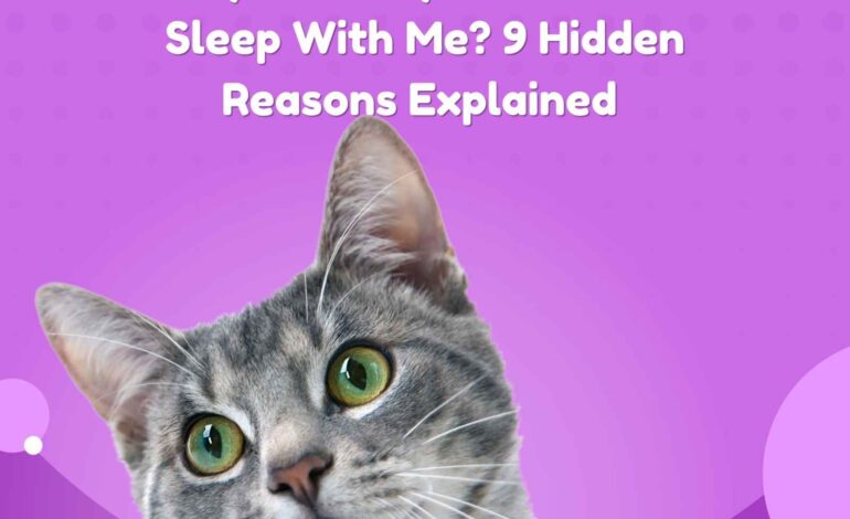 Why Does My Female Cat Sleep With Me? 9 Hidden Reasons Explained