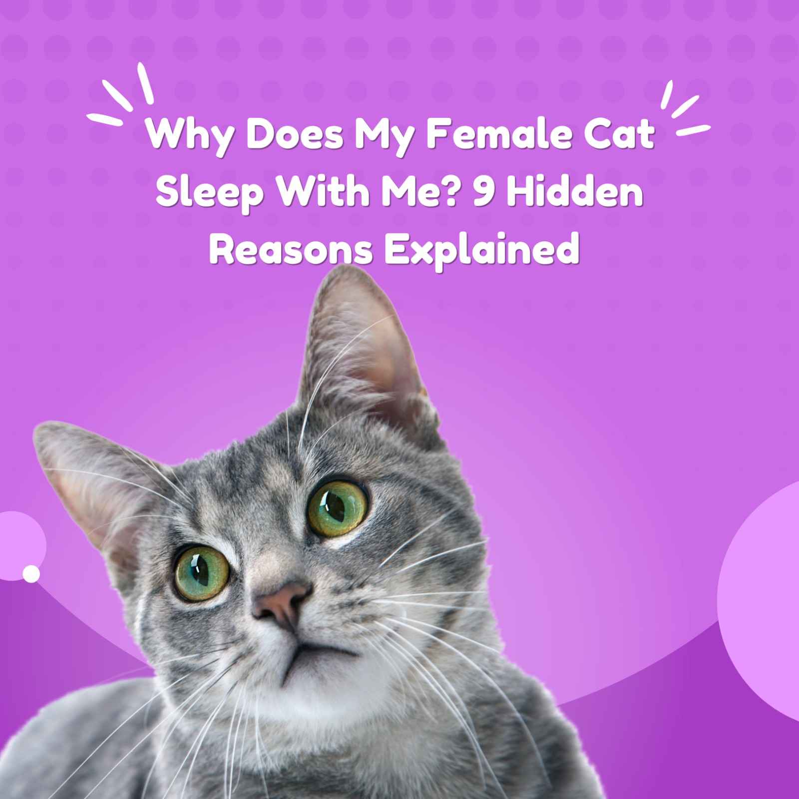 Why Does My Female Cat Sleep With Me? 9 Hidden Reasons Explained