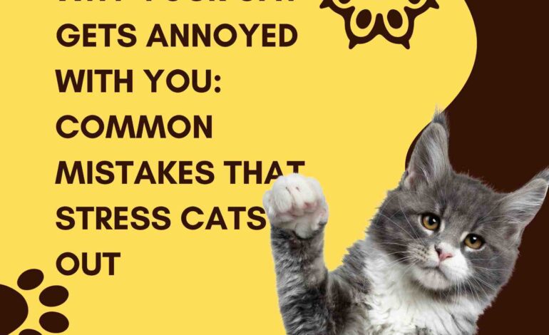 Why Your Cat Gets Annoyed With You: Common Mistakes That Stress Cats Out
