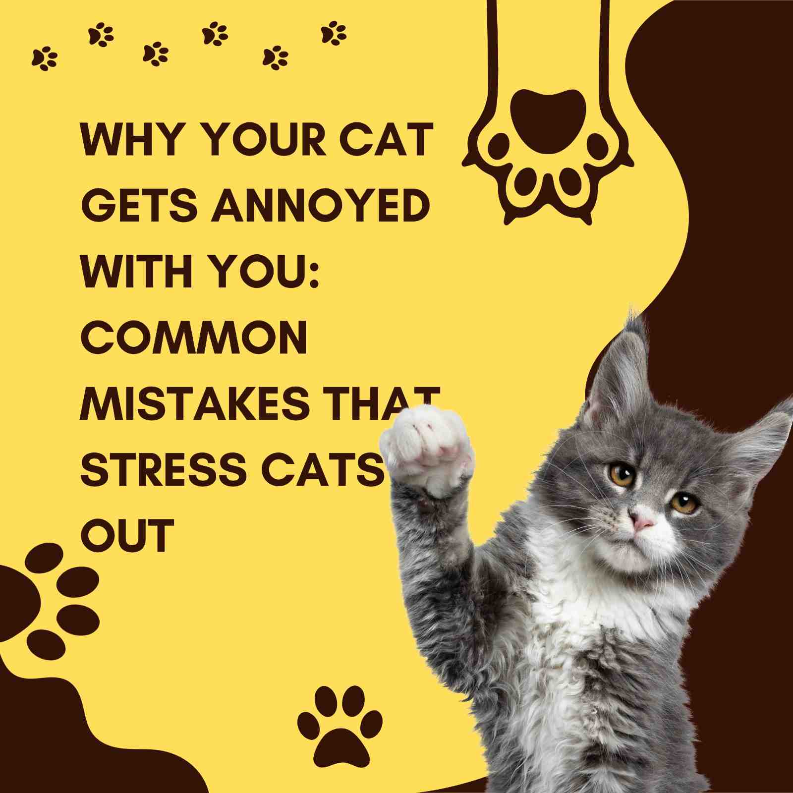 Why Your Cat Gets Annoyed With You: Common Mistakes That Stress Cats Out