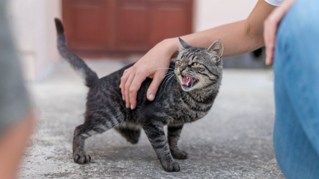 What Actually Causes Cat Irritation