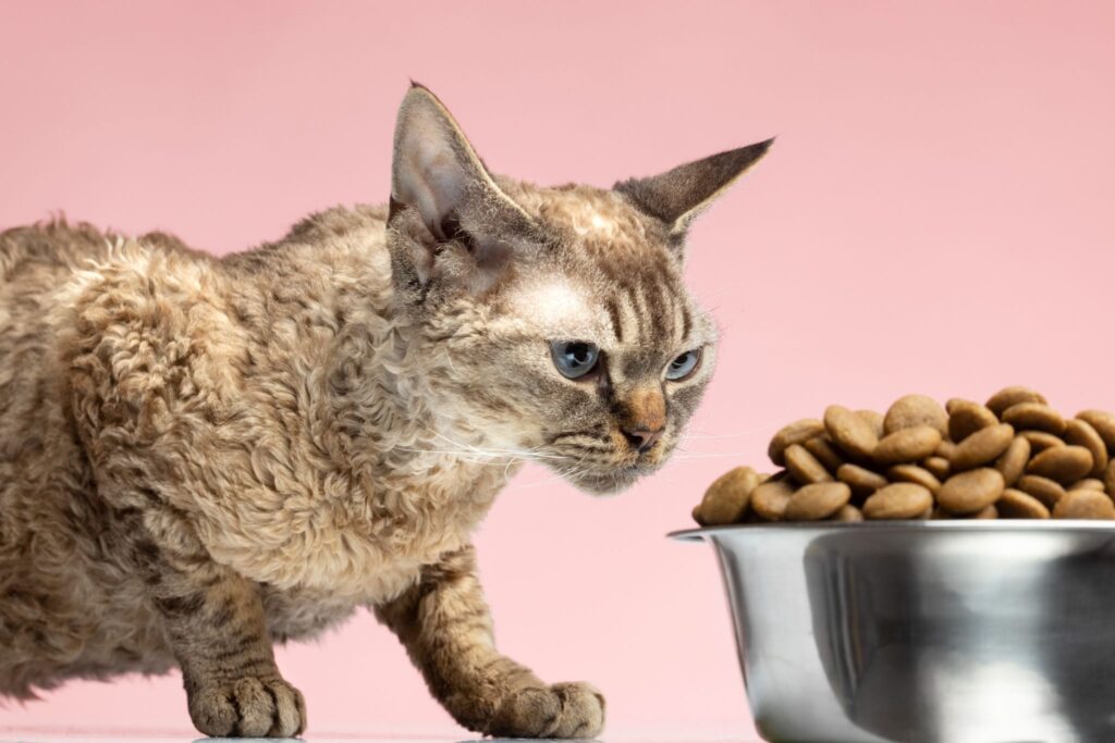 Food Safety Mistakes That Put Cats at Real Risk