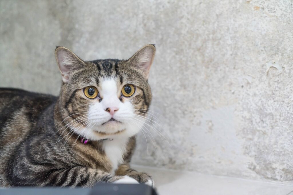 Why Do Cats Look Guilty