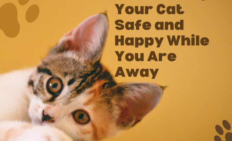 How to Keep Your Cat Safe