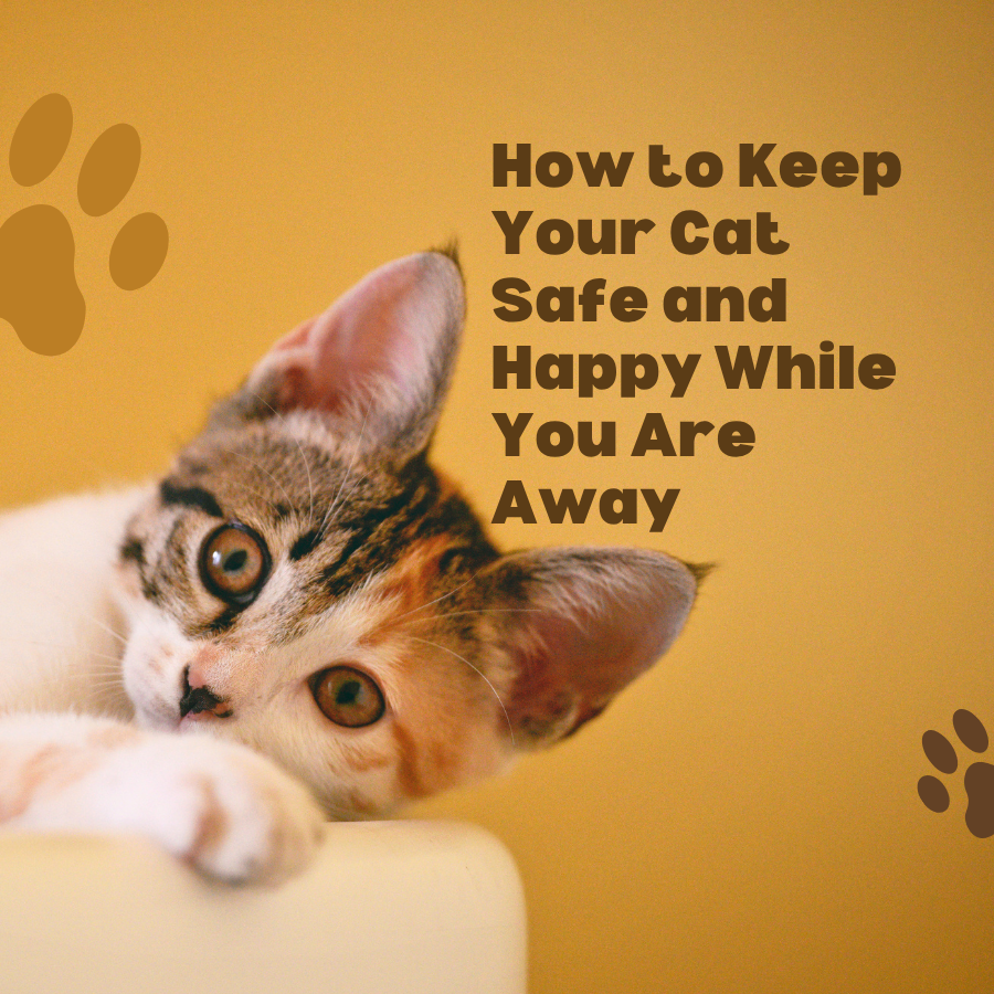 How to Keep Your Cat Safe and Happy While You Are Away