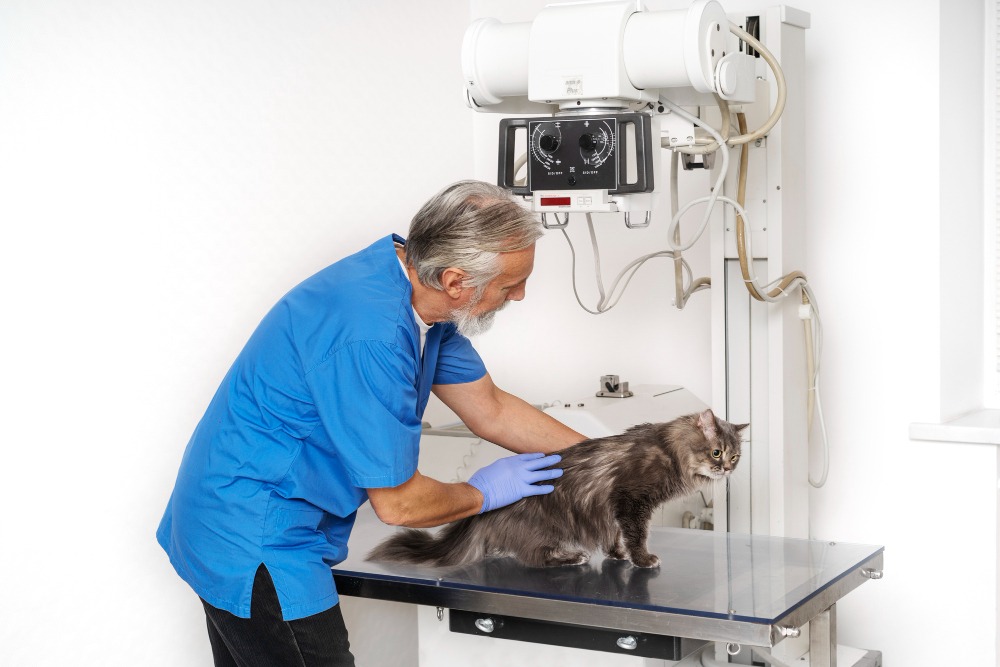 Veterinarian using a digital X-ray machine on a cat