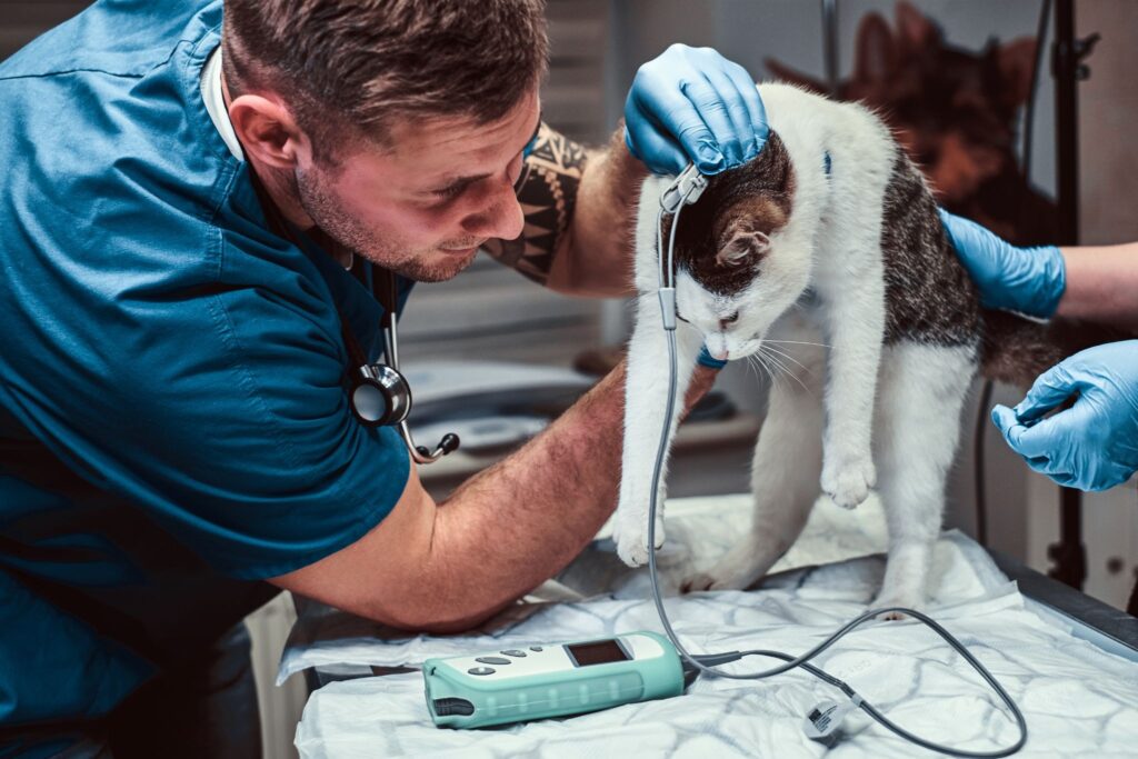 Vet using a handheld monitoring device on a cat.